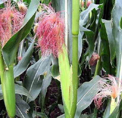 Female Maize Inflorescence